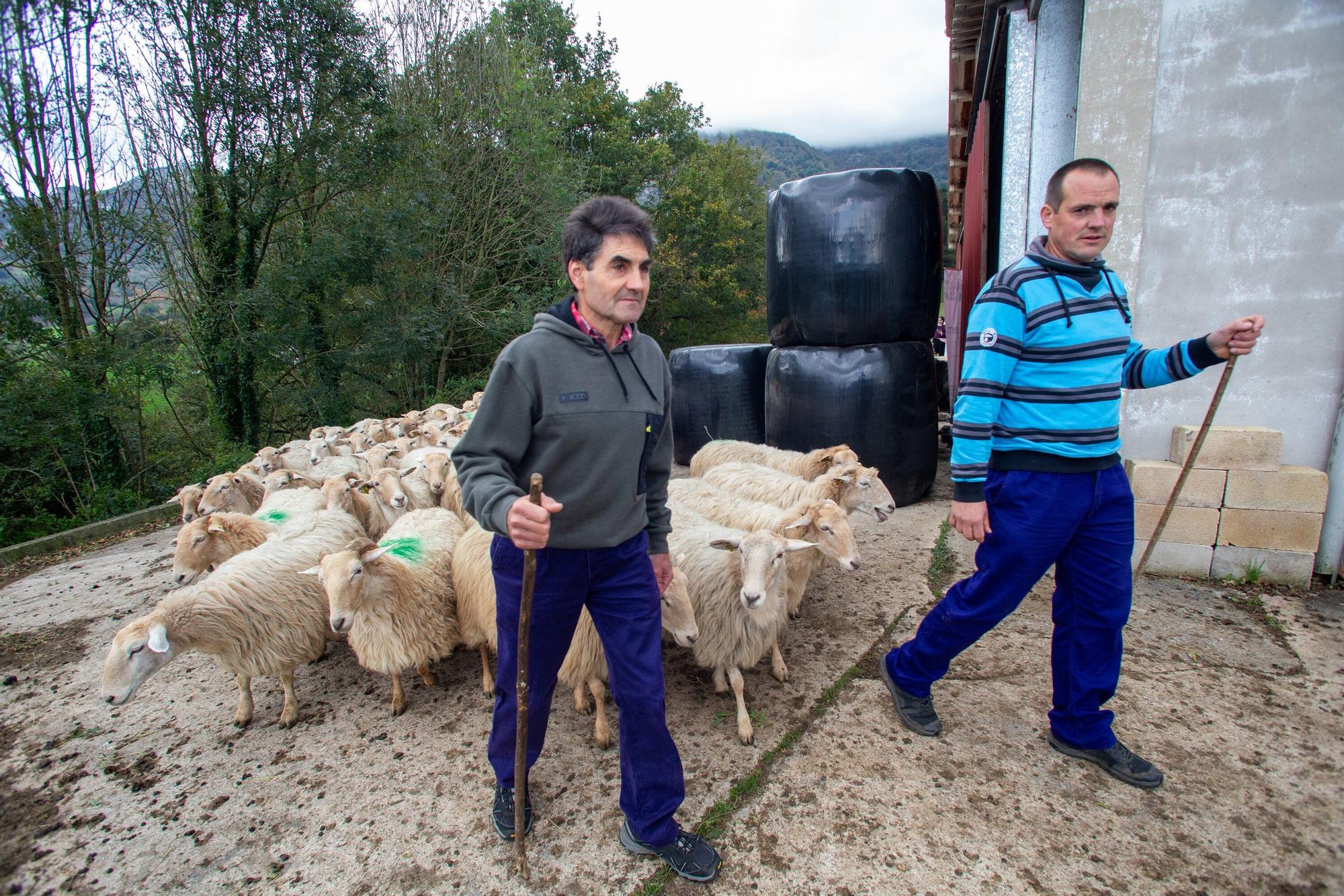 Fotos de la visita a la explotación ganadera de un joven que acaba de instalarse en Gaintza, en el valle de Araitz