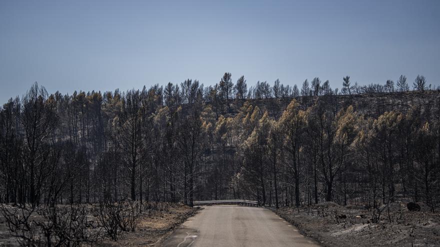 El Gobierno español aprueba declarar como zona catastrófica los territorios afectados por grandes incendios en 15 comunidades autónomas