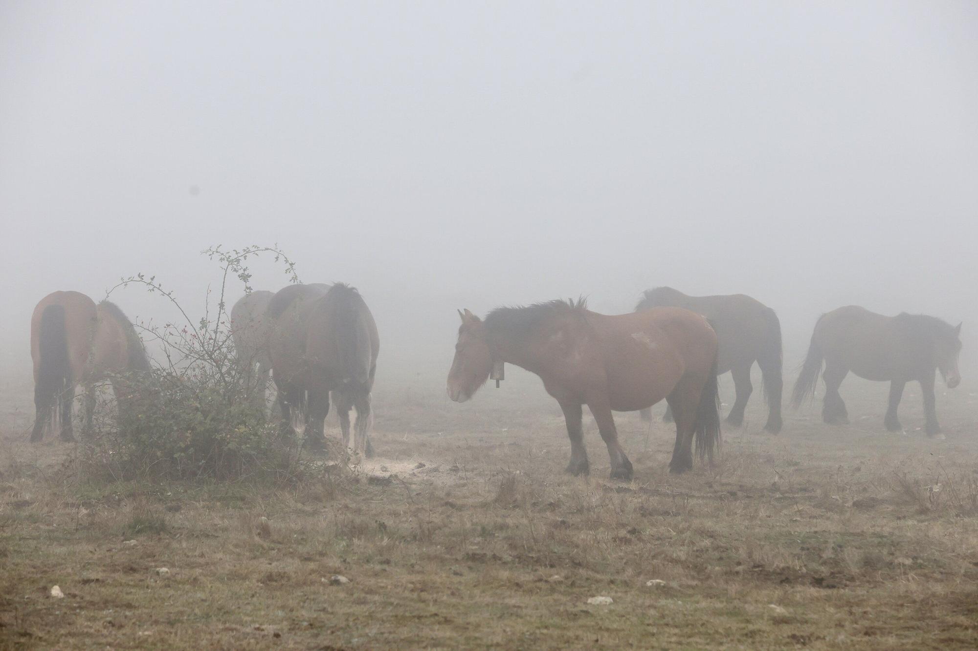Reportaje a Raúl Rituerto, presidente de la Asociación alavesa de criadores de equino