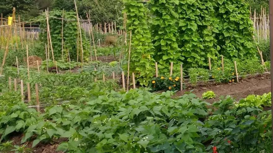 Oportunidad para adquirir una huerta en Orio