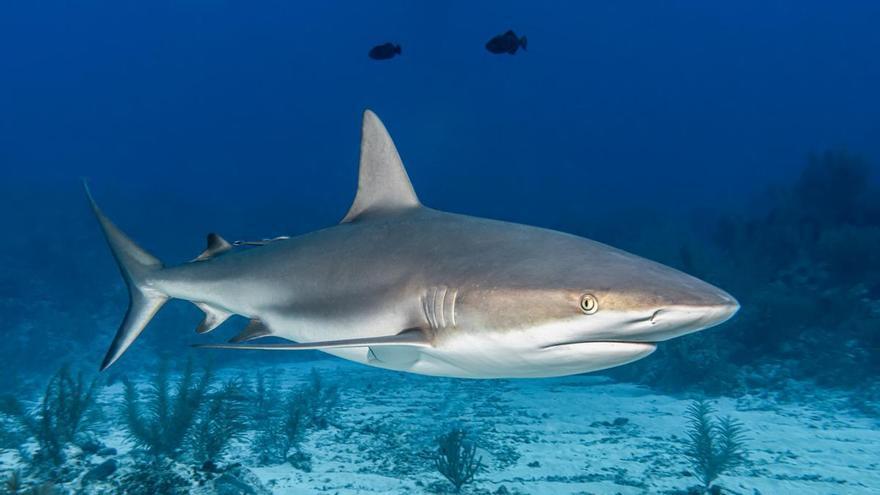 Los tiburones en las Bahamas dan positivo en cocaína, cafeína y analgésicos