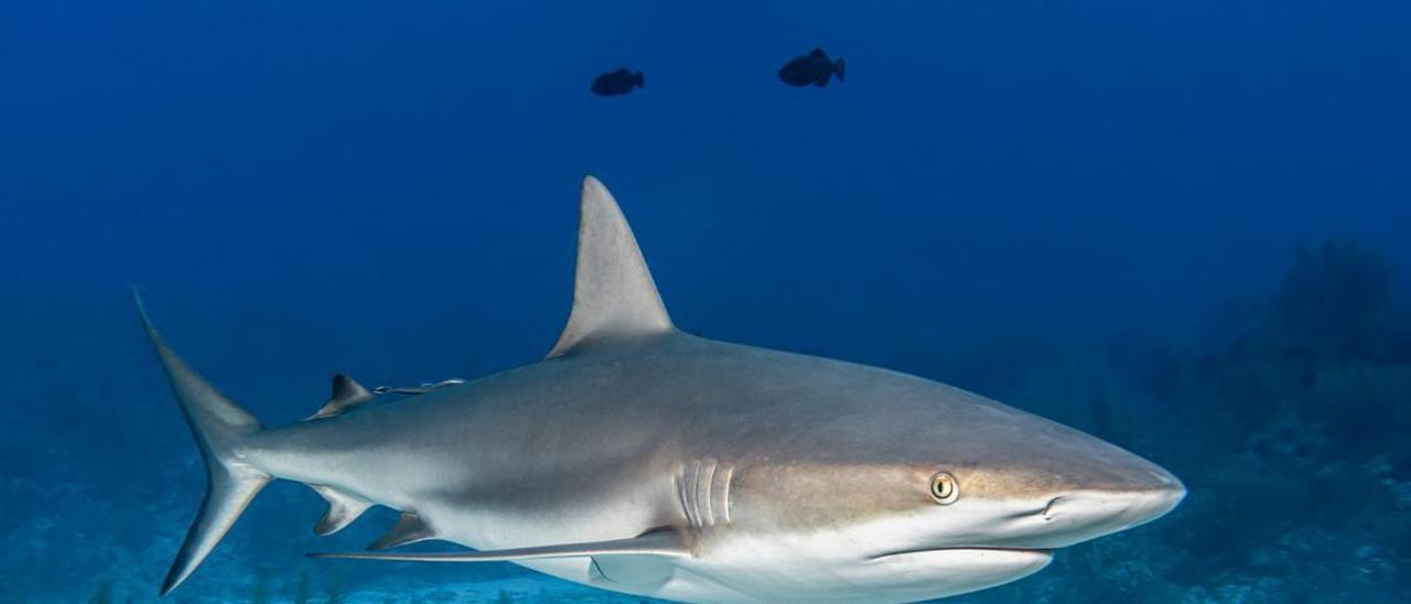 Un estudio sobre tiburones analizará cómo tratar enfermedades como la leucemia