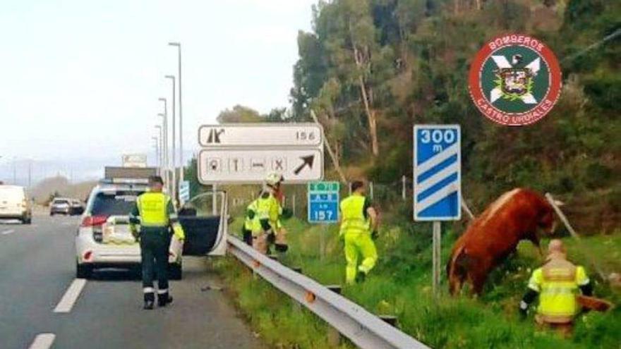 Dos toros irrumpen en la A-8 en dirección a Bilbao