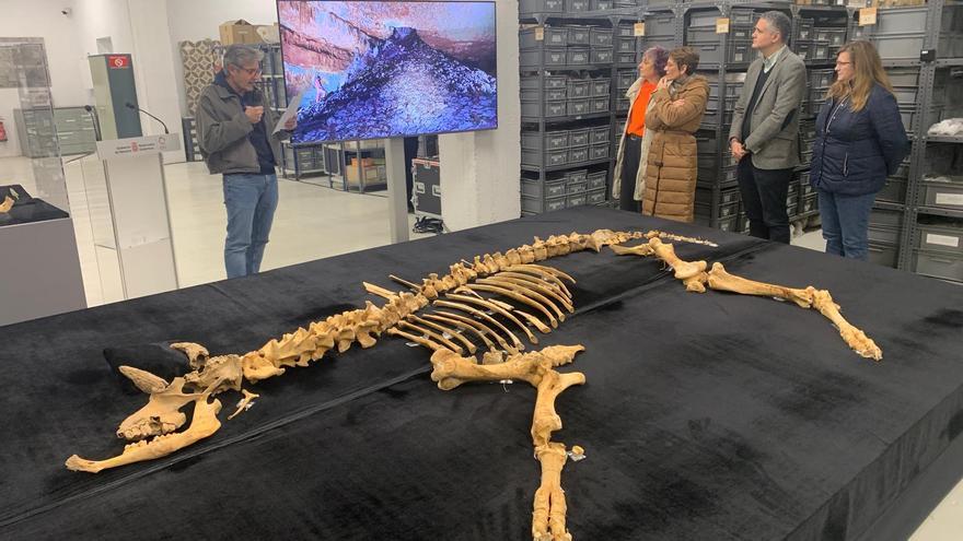 Hallado el esqueleto casi completo de un bisonte de hace 4.000 años en Urbasa