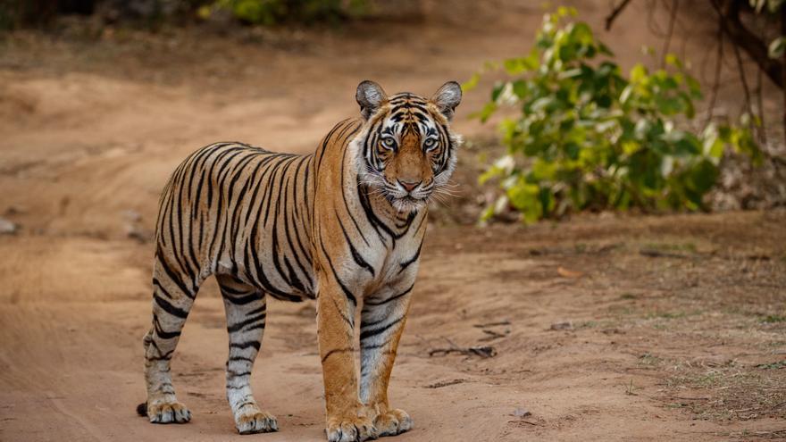 Un tigre escapa en el este de Alemania y hiere a un hombre antes de ser abatido