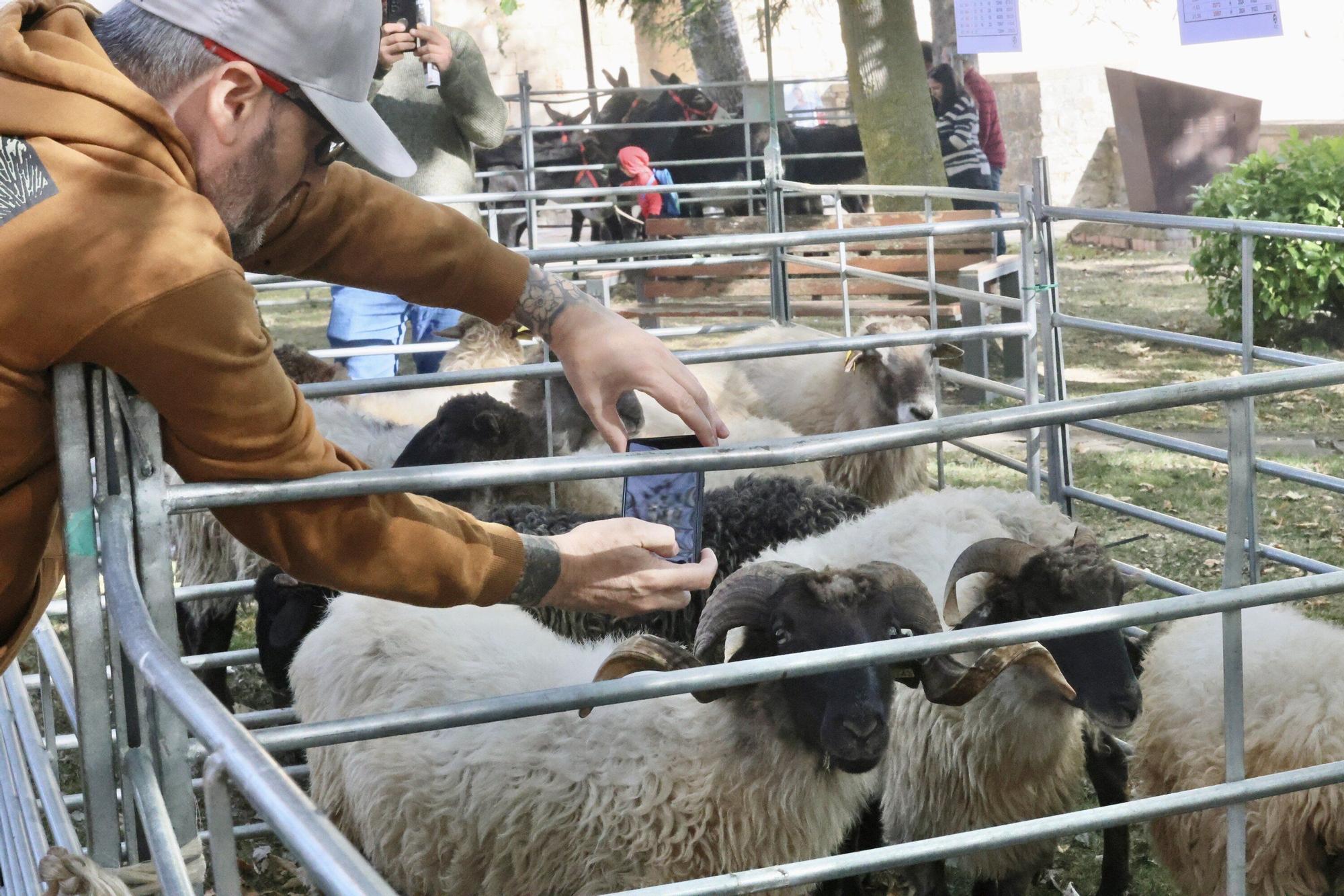 En imágenes: Miles de personas disfrutan de la 630 edición de la feria de Agurain