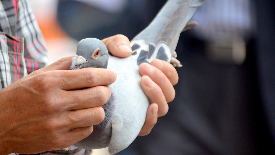 Unas 20.000 palomas mensajeras se pierden en una carrera de Francia a Bélgica