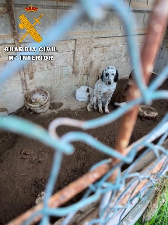 Maltrato animal en Nafarroa: un perro muerto y otros 23 en condiciones deplorables
