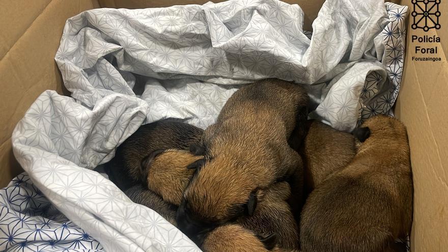 Rescatada una camada de cachorros de un contenedor de la Comarca de Pamplona