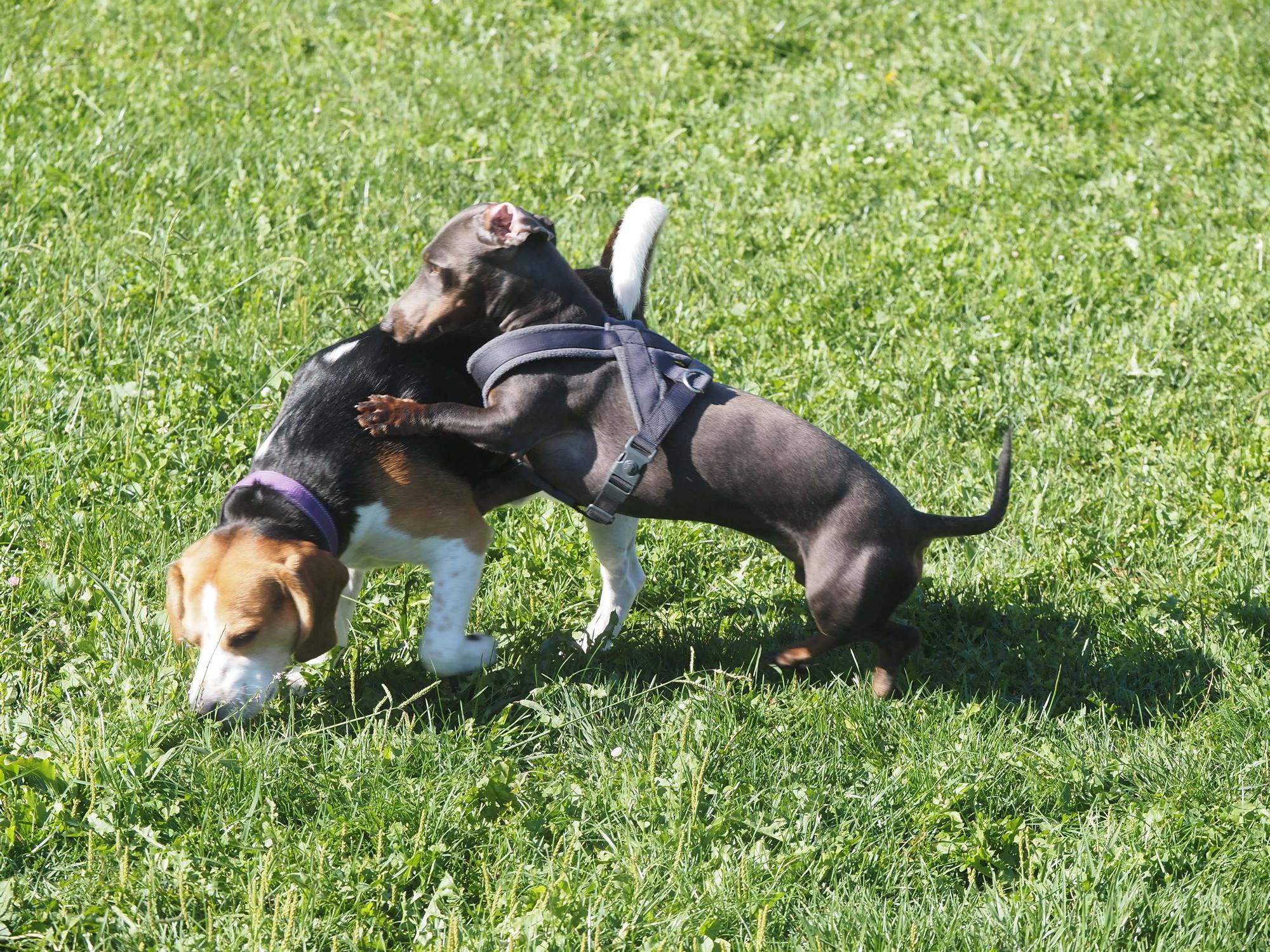 Las piscinas de Eibar han sido coto privado para los perros