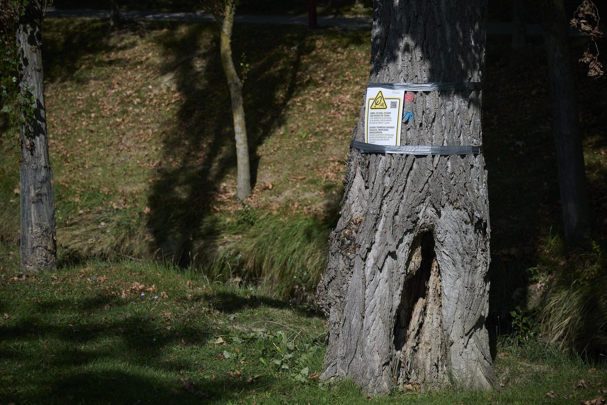 Tala de árboles en la Universidad de Navarra