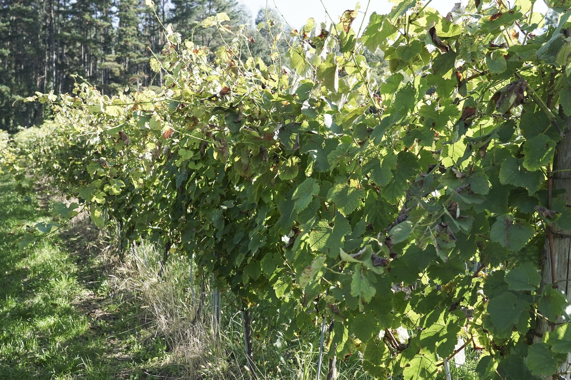 Las bodegas de Bizkaia afrontan una vendimia abierta a la esperanza