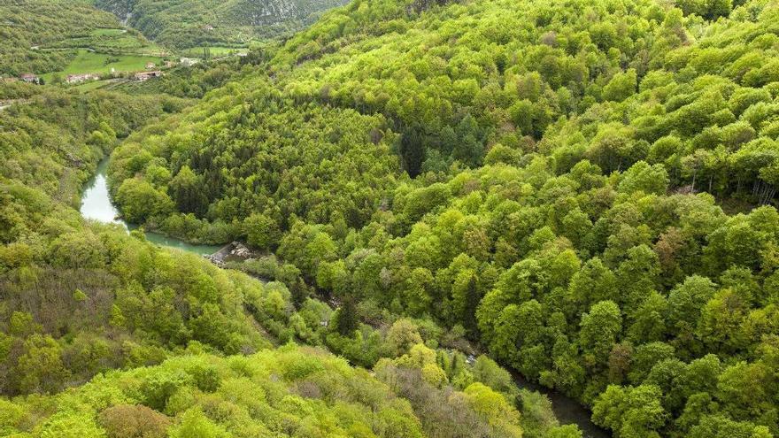 La selva de Irati espera a los vascos como cada otoño