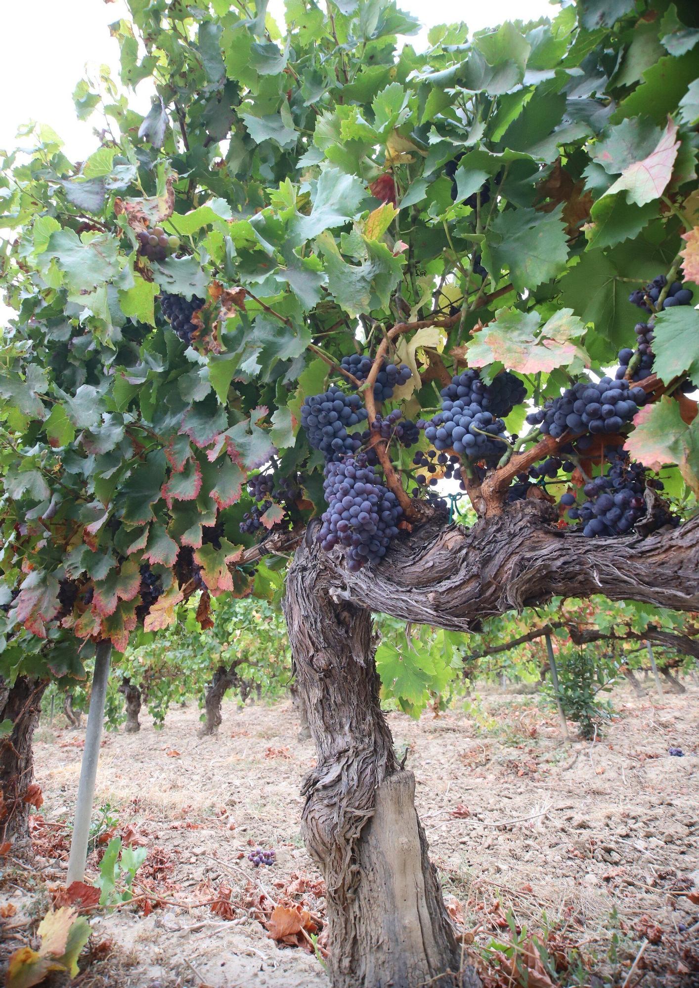 Vendimia en Navarra 2025 | Fotos del simbólico 'corte del último racimo' en Olite
