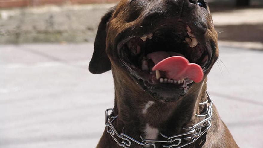 Perro de raza Pitbull, considerado perro peligroso