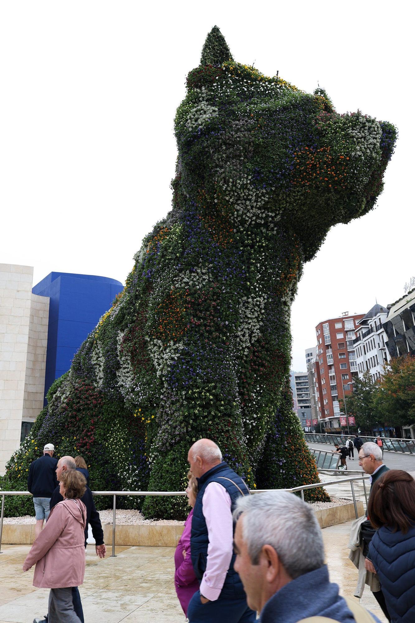 Puppy luce nueva piel