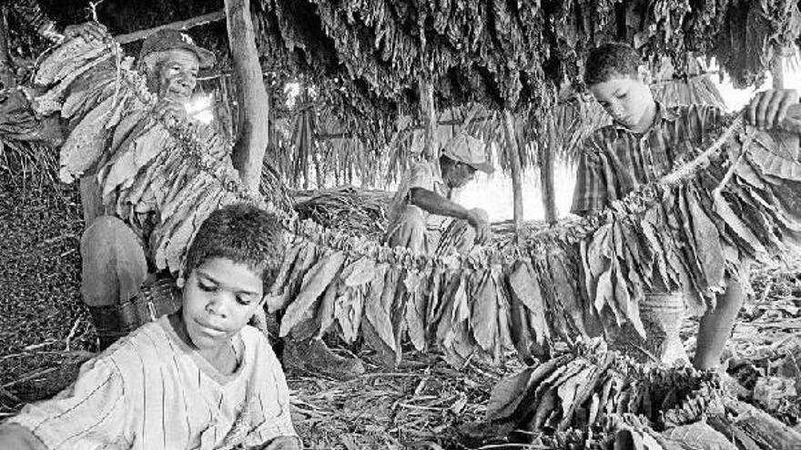 Dos niños ayudan a su familia a trabajar con hojas de tabaco en Villa González, en la República Dominicana.