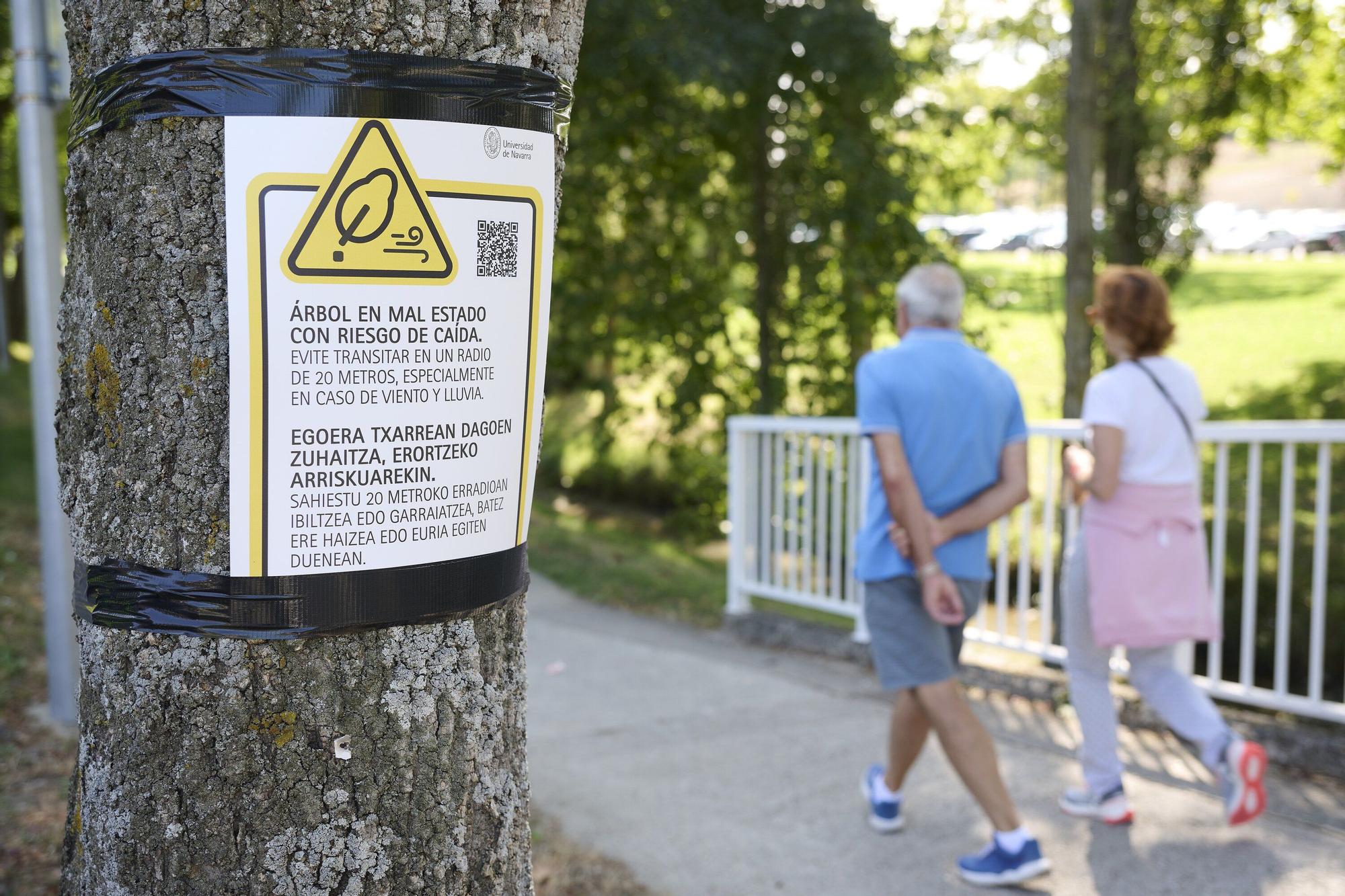 Tala de árboles en la Universidad de Navarra