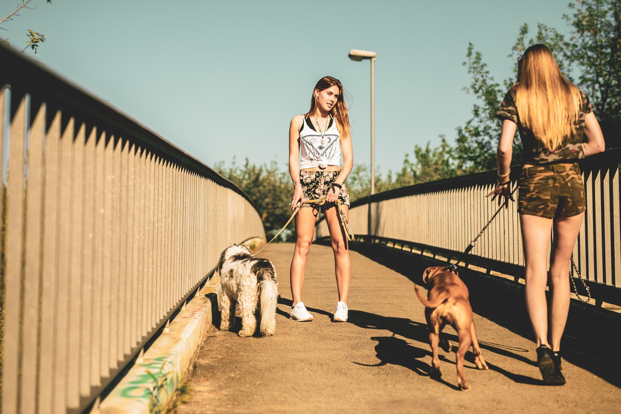 Dos jóvenes disfrutan de un paseo al aire libre con sus perros.
