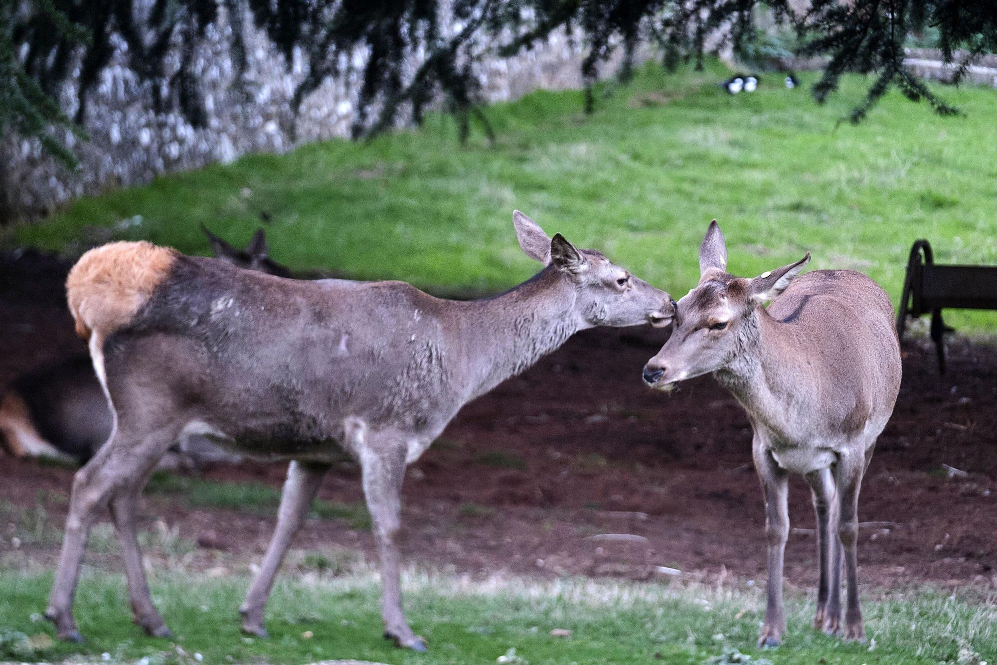 EN FOTOS | Estas son las jaulas que prepara el Ayuntamiento para confinar todas las aves de la Taconera