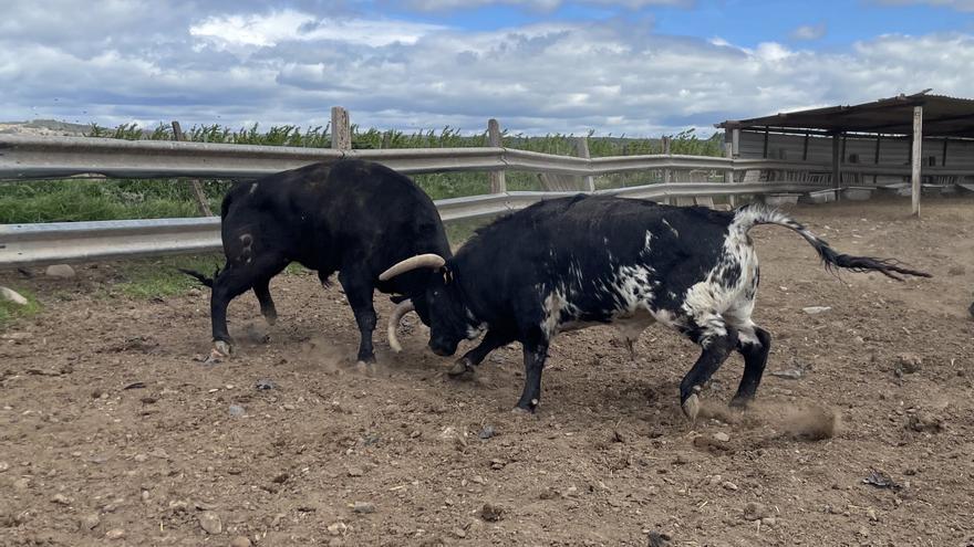 Pincha: en el mejor momento