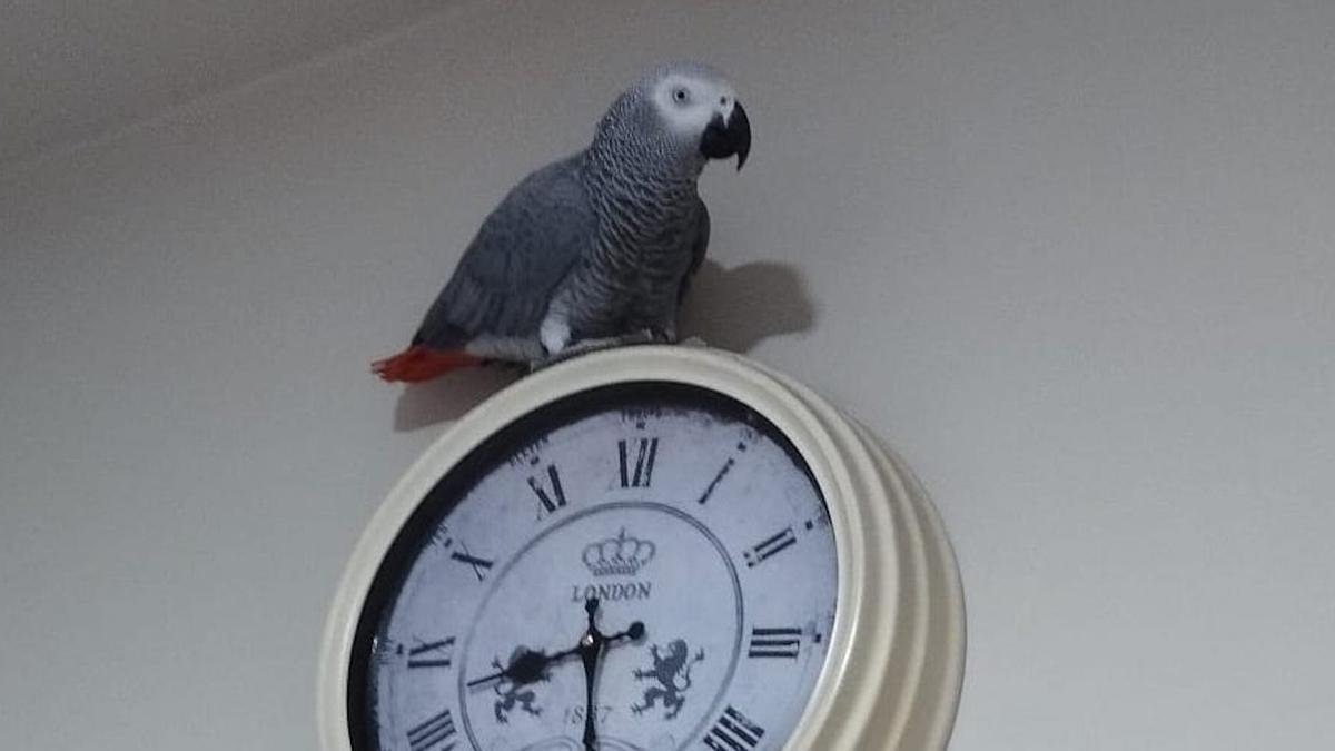 El loro Txarli, sobre el reloj en el que suele dormir.