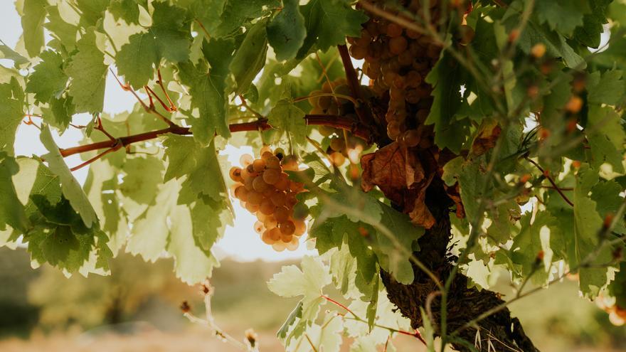 &#039;Izadi El Regalo&#039; elegido como el mejor vino blanco de 2025