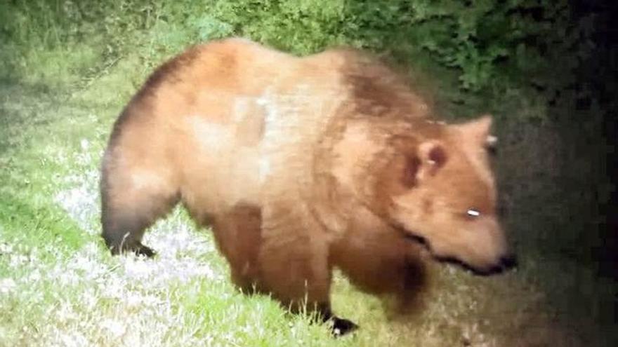¿Qué hacer si te encuentras con un oso? Las claves para actuar con seguridad