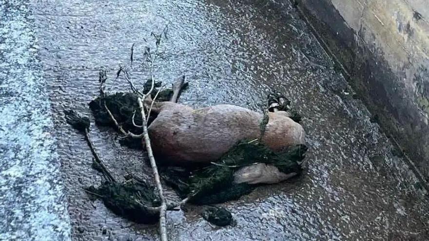 Vecinos denuncian la presencia de cadáveres de animales en el Canal de Mañeru, cerca de Alloz