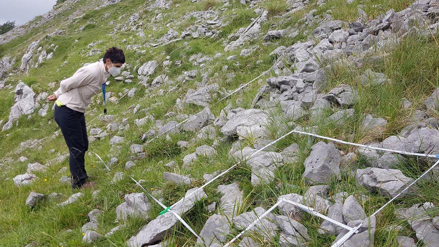 Giza jarduerak landareen aniztasuna ehunka kilometrotara murrizten du