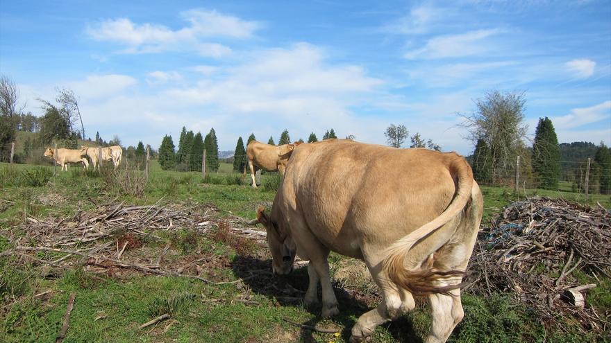 El Gobierno Vasco amplía los controles de la cadena agroalimentaria