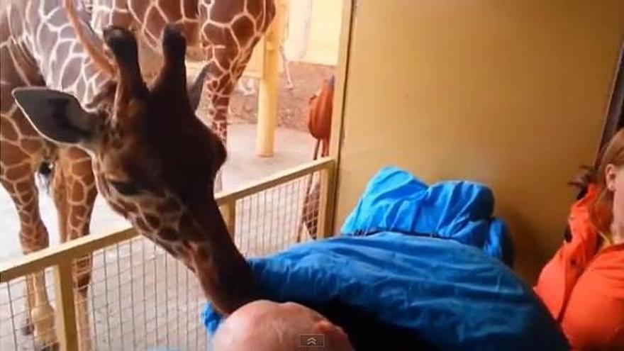 Una jirafa se despide de su cuidador enfermo de cáncer