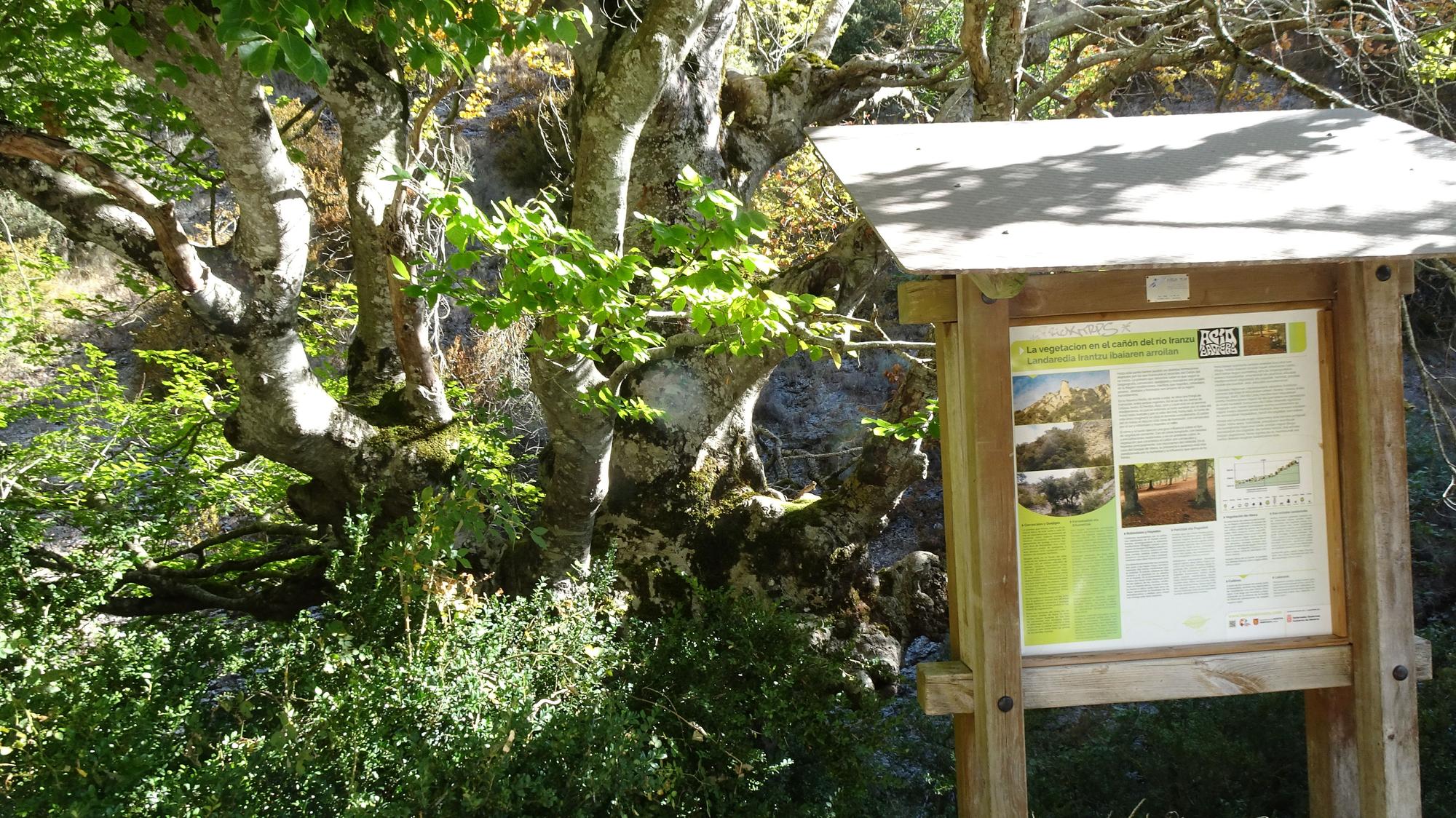 Cañón del Iranzu