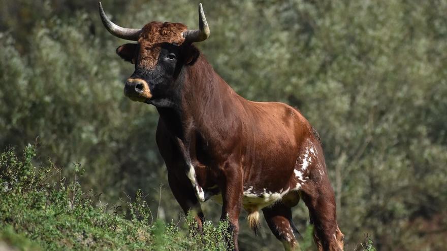 Una ganadería de Bergara, obligada a sacrificar todas sus reses: &quot;El día más triste para un ganadero&quot;