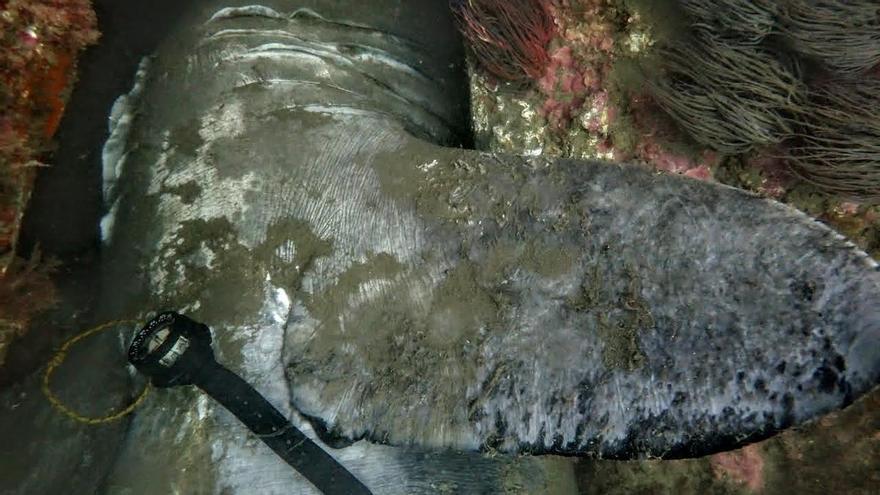 El tiburón muerto en Getaria podía generar una "emergencia sanitaria"