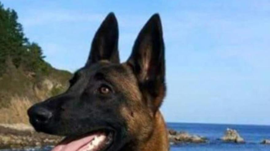 La Ertzaintza busca a Eno, un perro de rescate desaparecido de la comisaría de Erandio