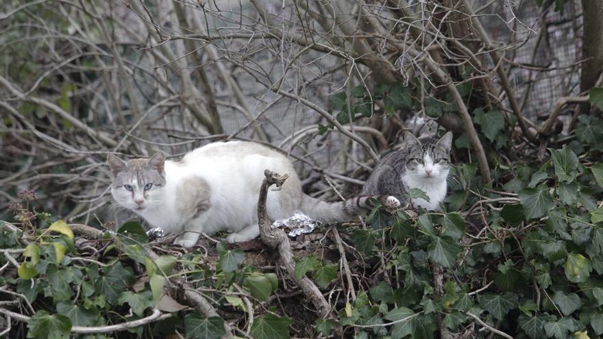 Las colonias de gatos estarán controladas en Zurbano y Durana