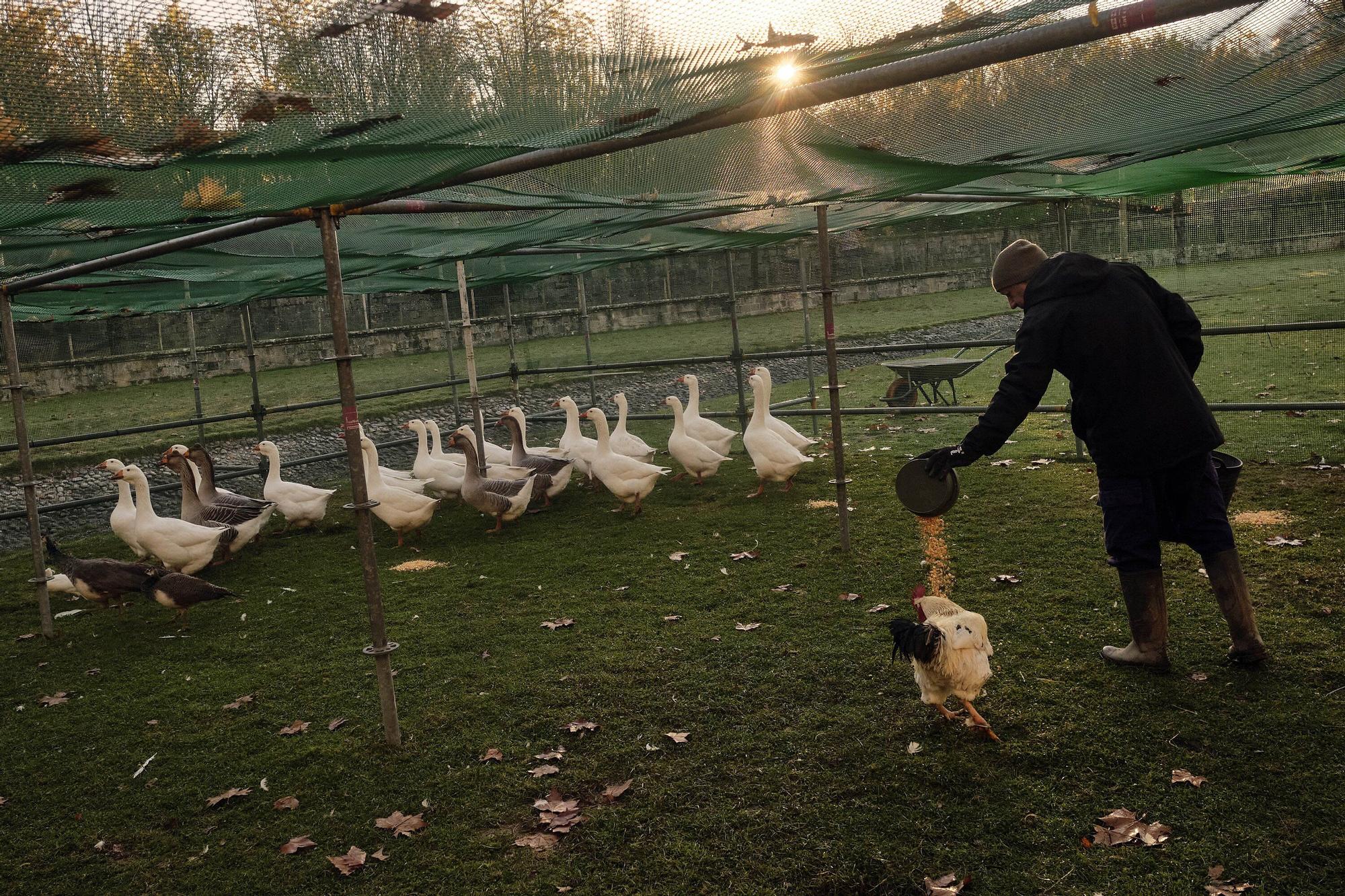 Las medidas contra la gripe aviar en la Taconera de Pamplona