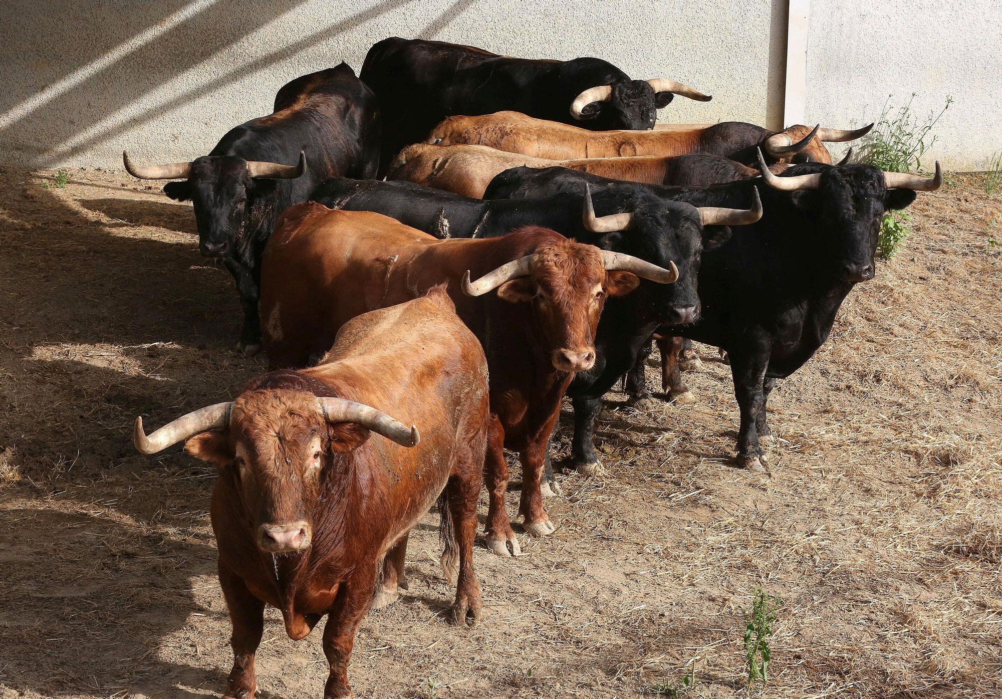 Toros de La Palmosilla de Tarifa para el Encierro del día 7
