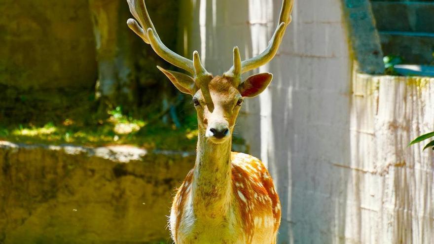 La mirada del ciervo