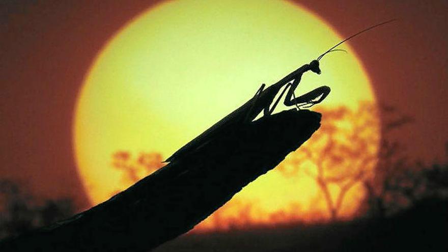 ‘Planeta selva’ cierra temporada con  ‘El último bosque’