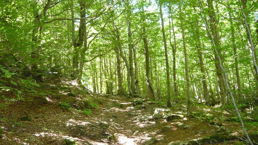 El hayedo de Salenques, en el Parque Natural  de Posets-Nadaleta.