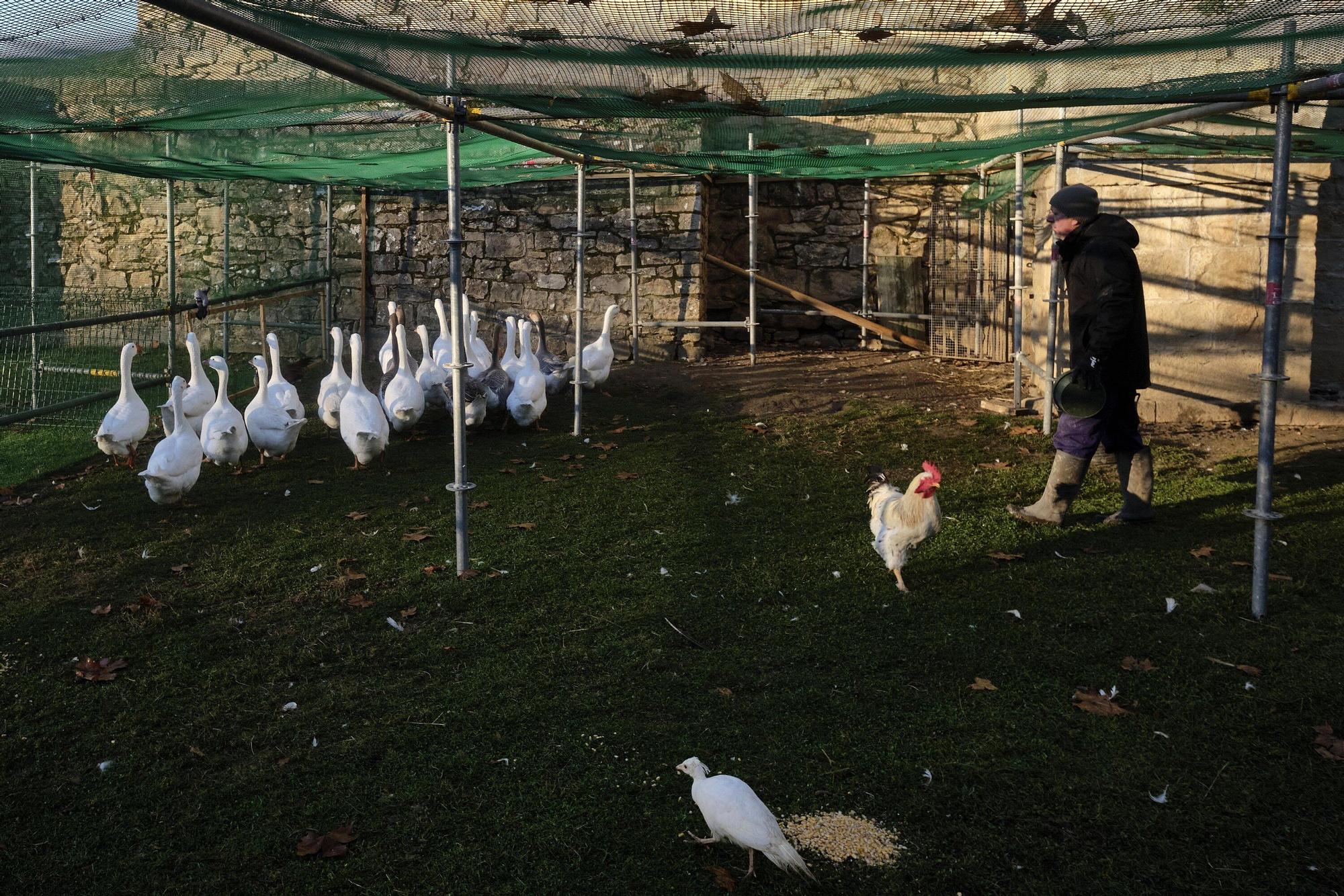 Las medidas contra la gripe aviar en la Taconera de Pamplona