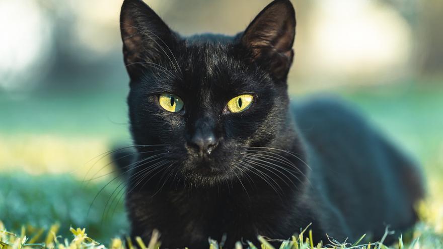 Terrassa prohíbe la adopción de gatos negros hasta que pase Halloween