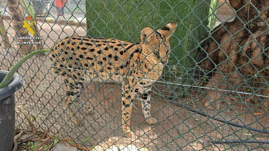 Desmantelado un zoo privado clandestino con más de 150 animales exóticos en Castellón