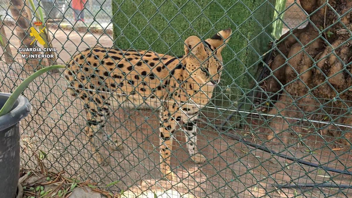 Uno de los ejemplares del zoo privado clandestino desmantelado.