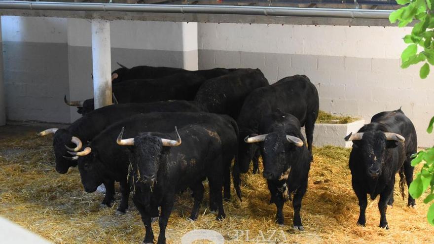Ya están aquí: desembarcan en la plaza y corralillos los primeros toros de San Fermín