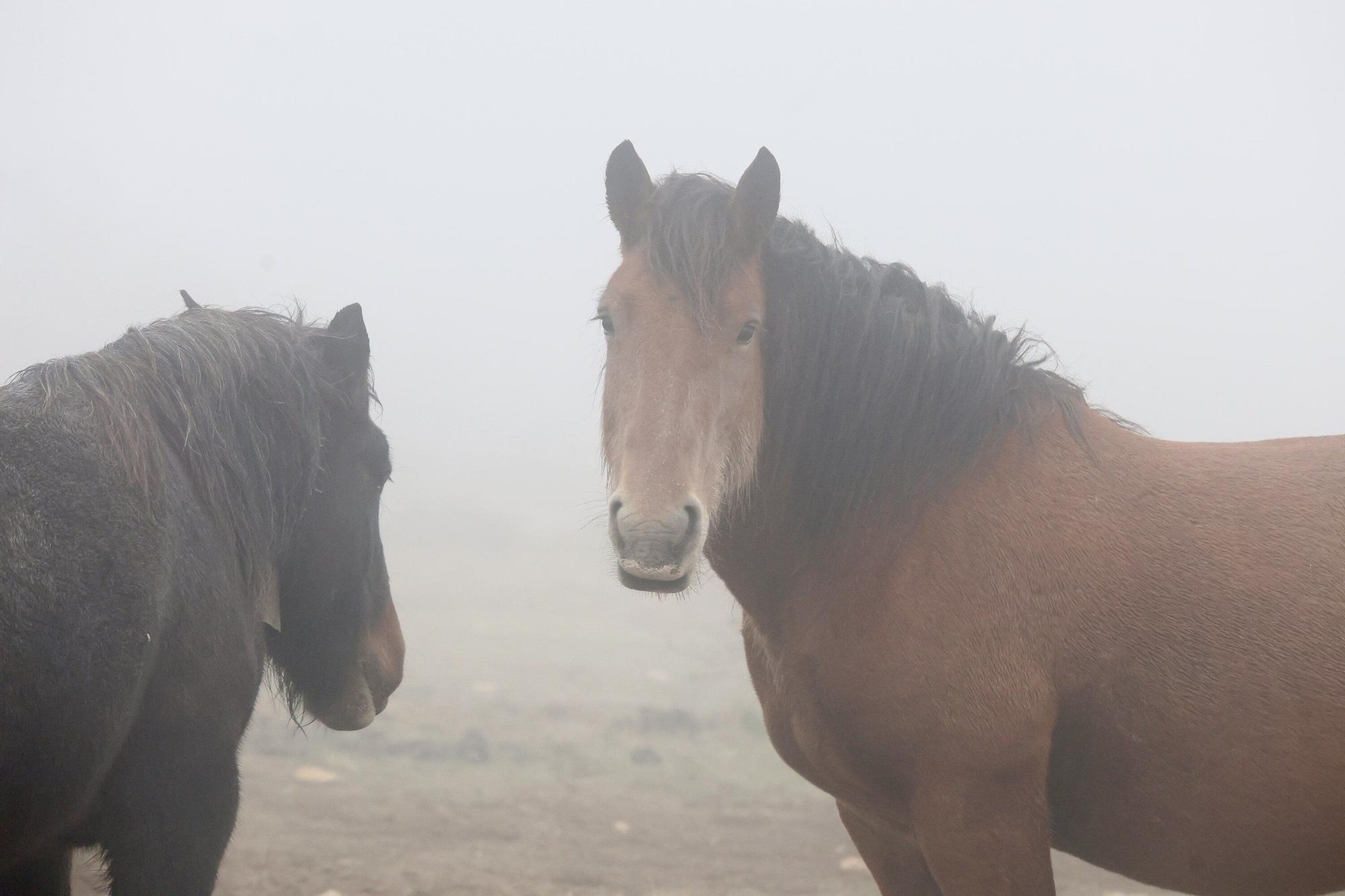 Reportaje a Raúl Rituerto, presidente de la Asociación alavesa de criadores de equino