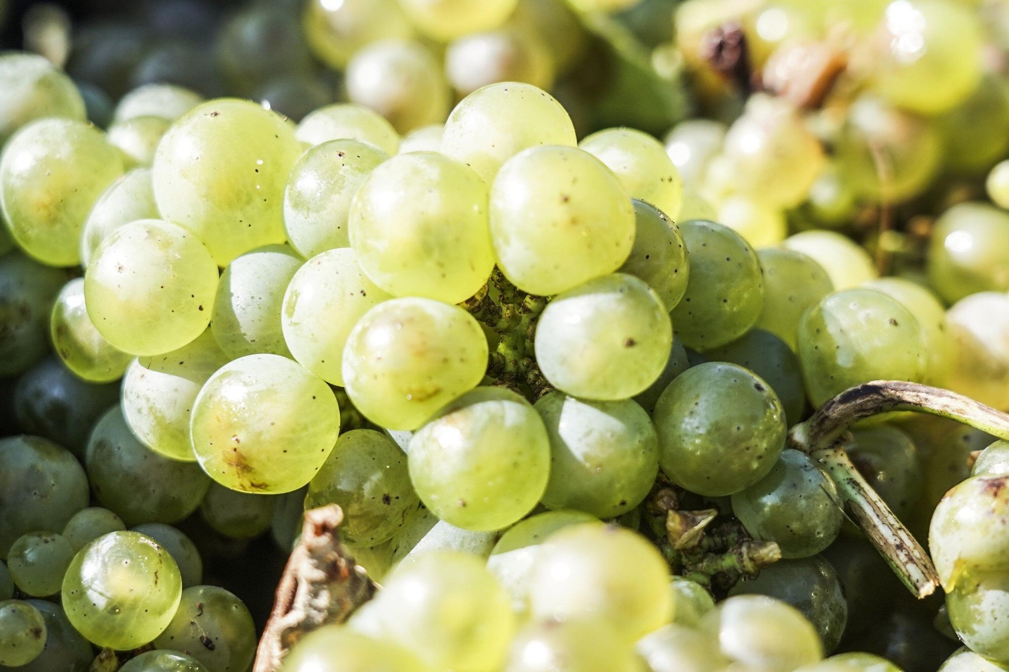 Las bodegas de Bizkaia afrontan una vendimia abierta a la esperanza