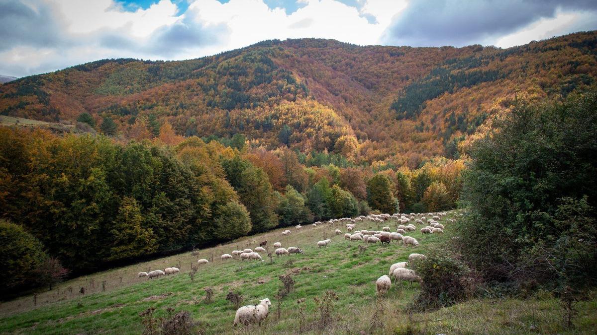Los bosques de Irati son un espectáculo en otoño.